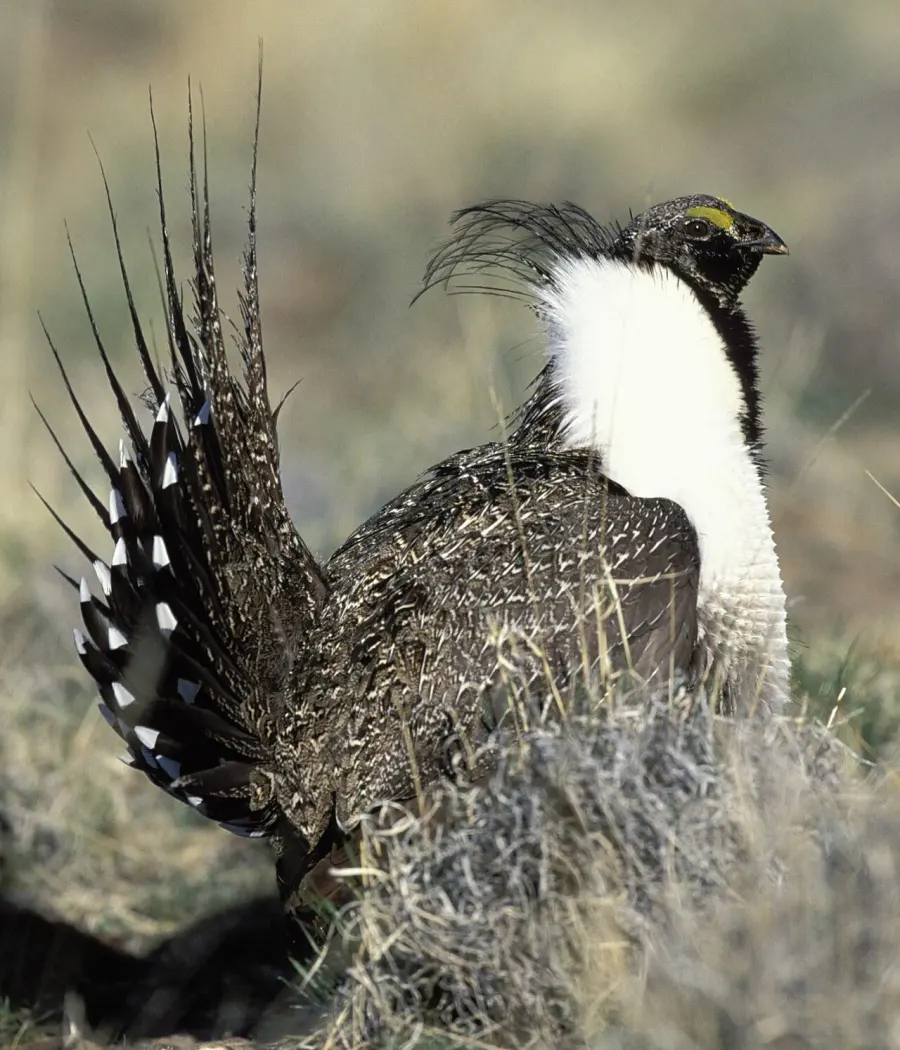 The Grouse card