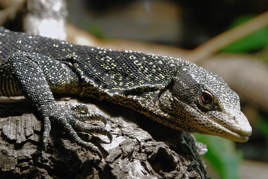 The Golden-spotted tree monitor card