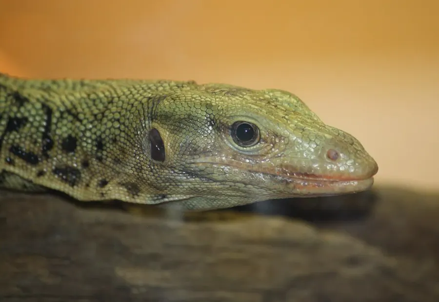 The Quince monitor card