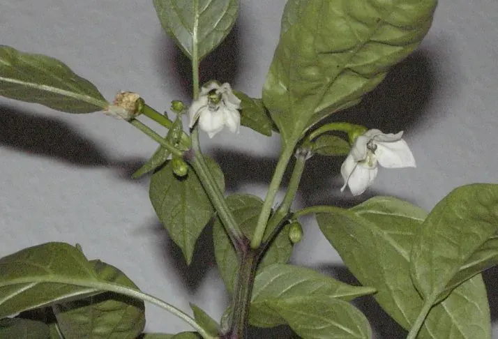 La carte Capsicum