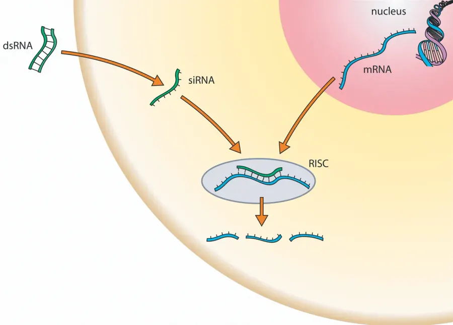 The RNA interference card