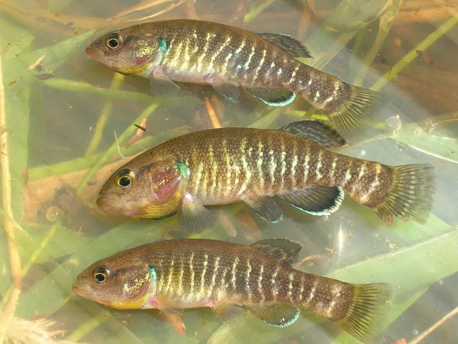 The Olympic mudminnow card