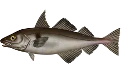The Haddock card