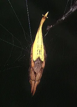 The Arachnura card