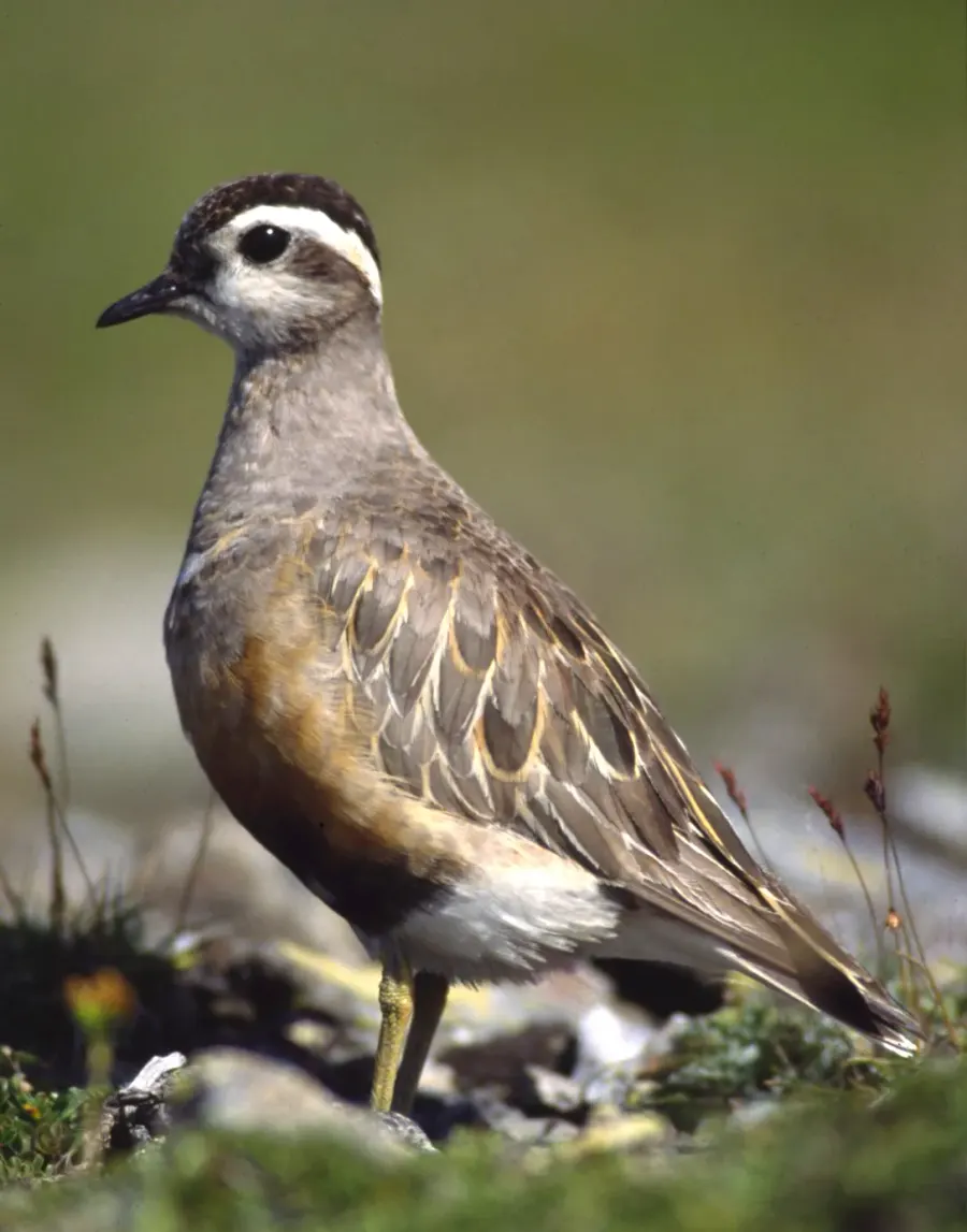 The Eurasian dotterel card