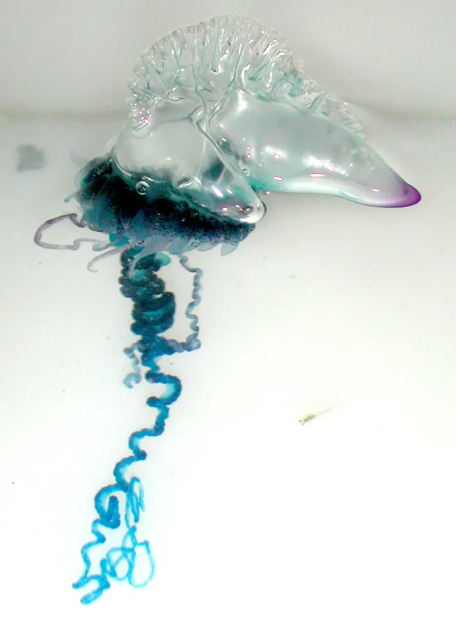 The Portuguese man o' war card