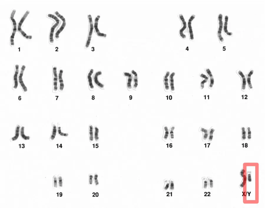 The Y chromosome card