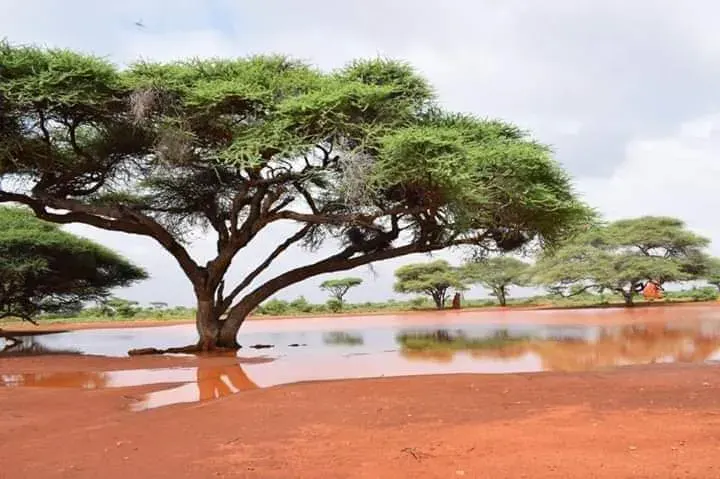 The Somali Region card