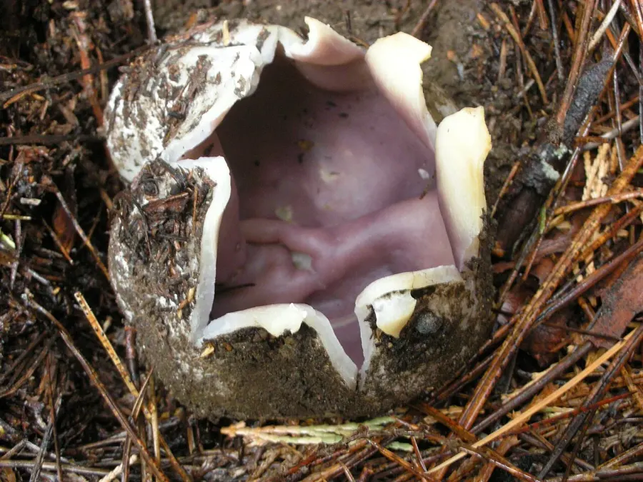 The Sarcosphaera coronaria card