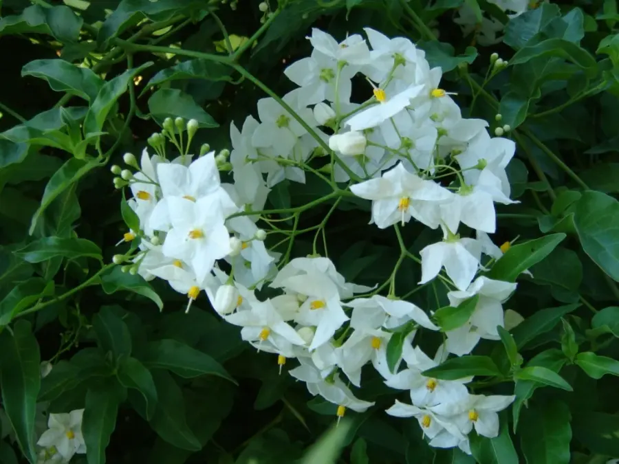 La carte Morelle faux jasmin