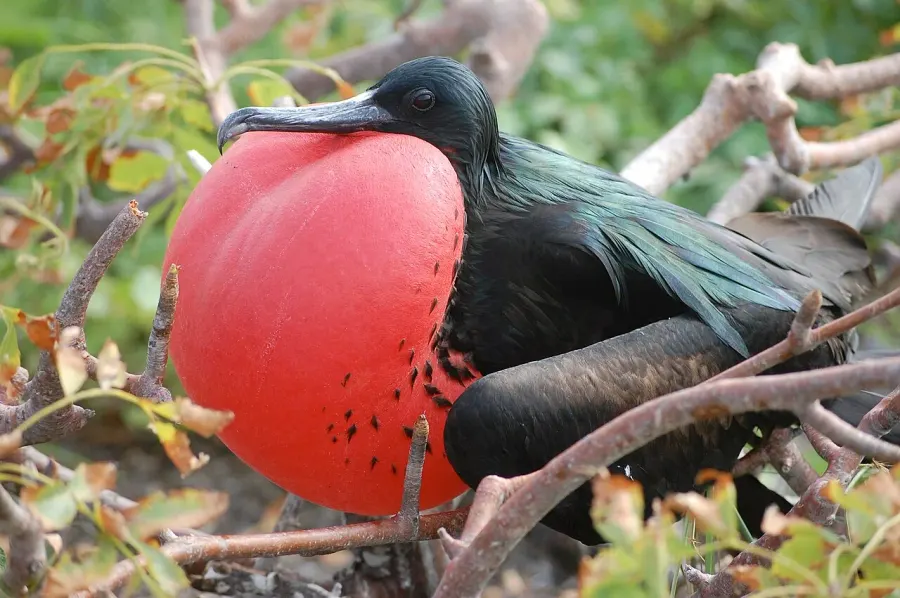 La carte Fregatidae