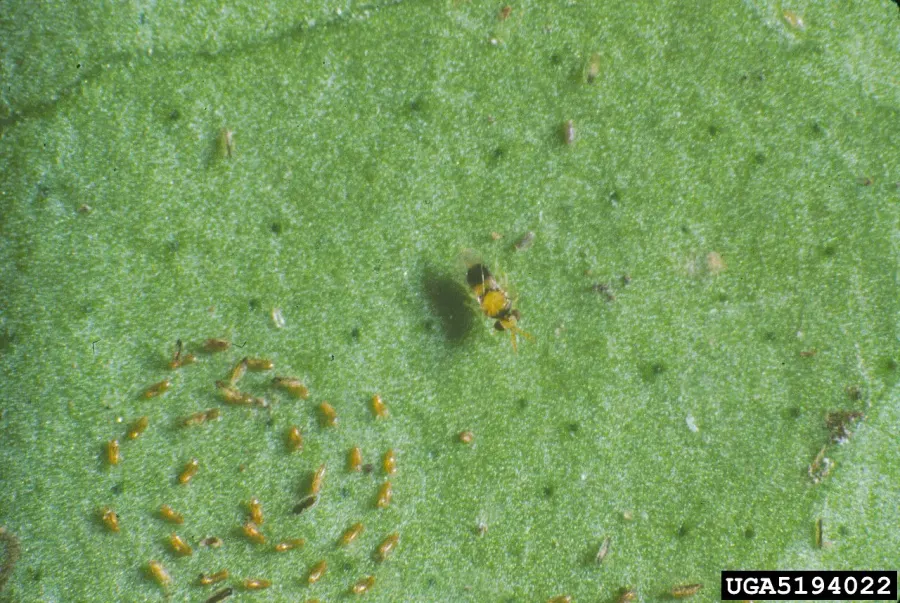 La carte Aphelinidae