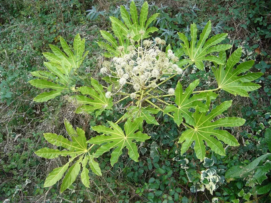 La carte Fatsia japonica