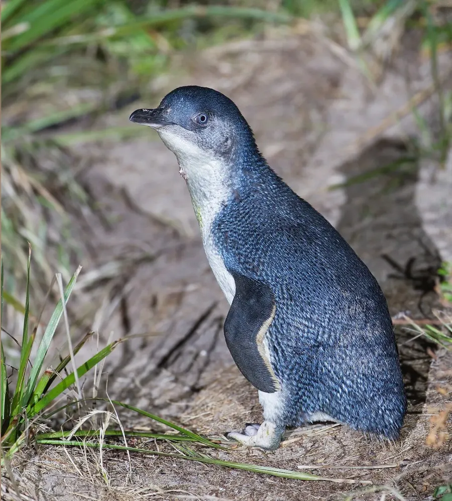The Little penguin card