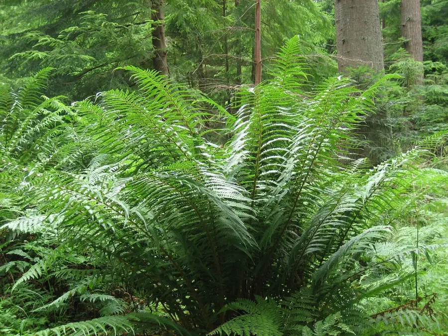 La carte Dryopteris affinis