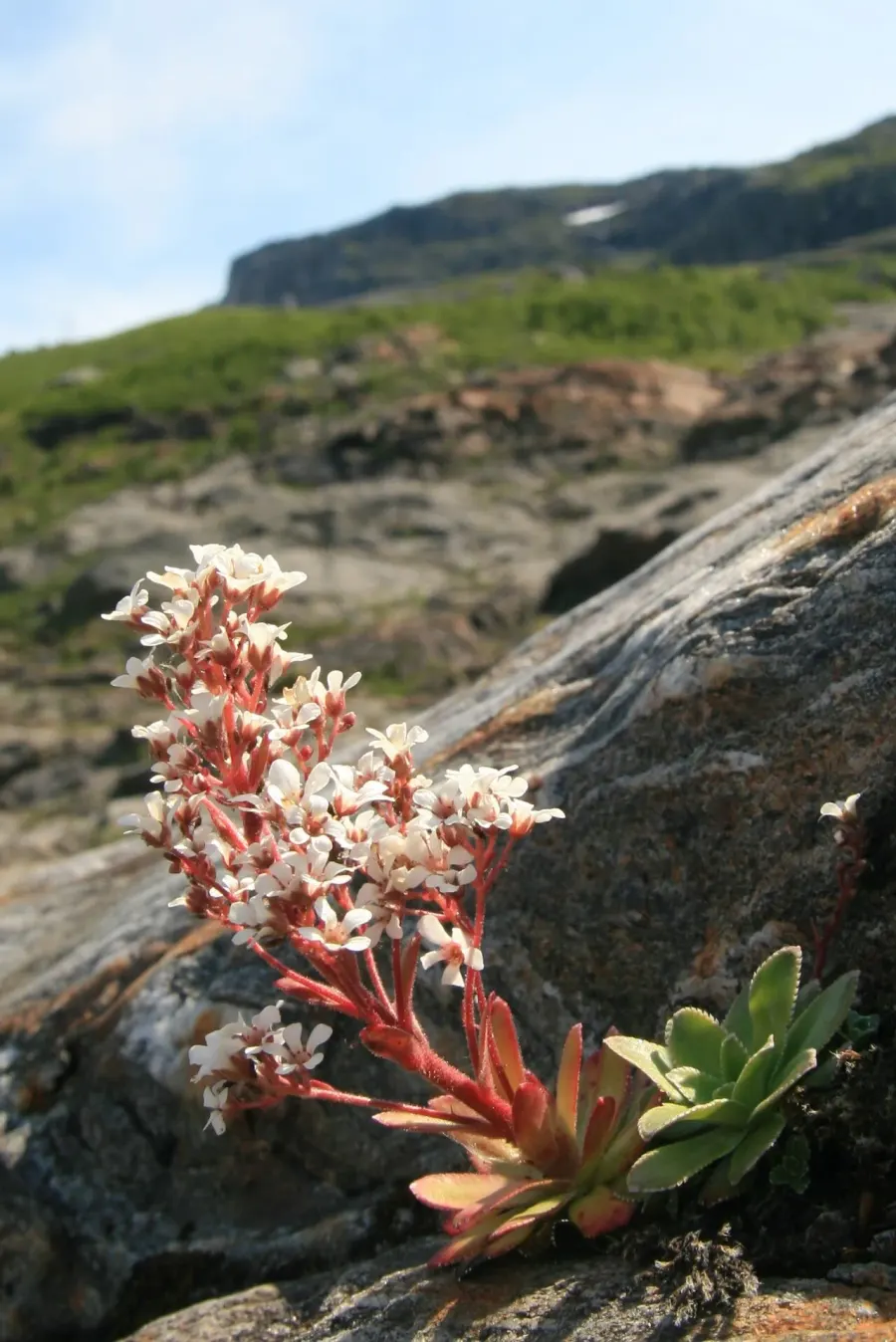 La carte Saxifrage cotylédon