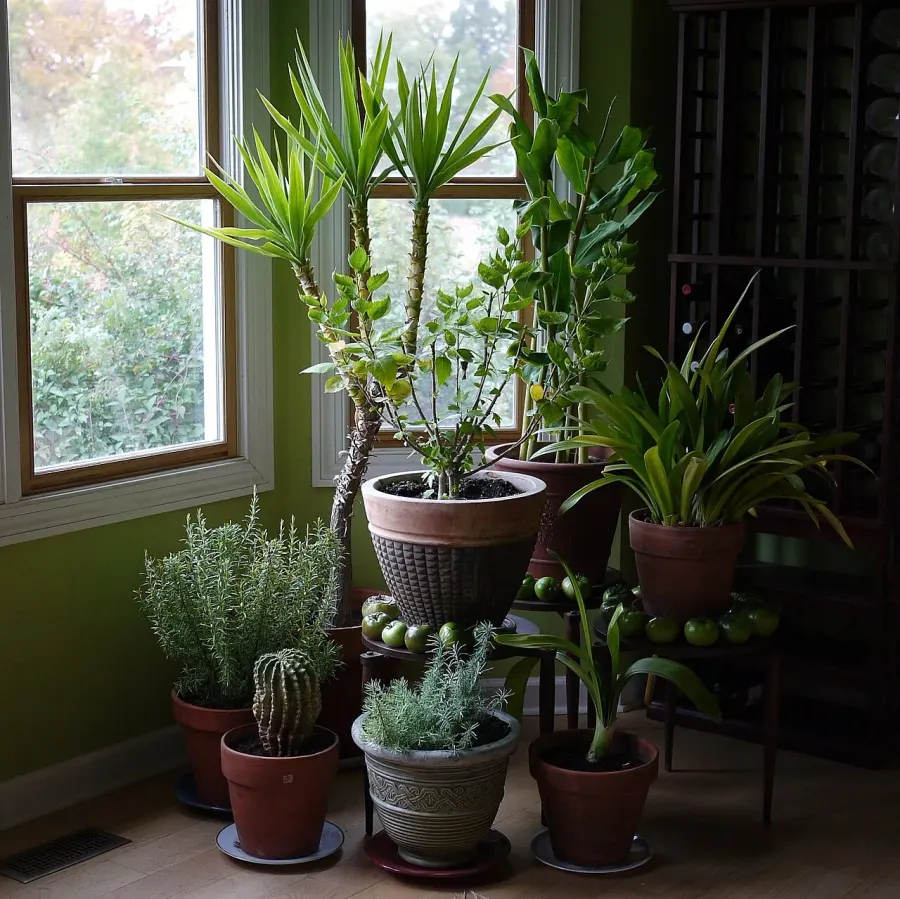 The Houseplant card
