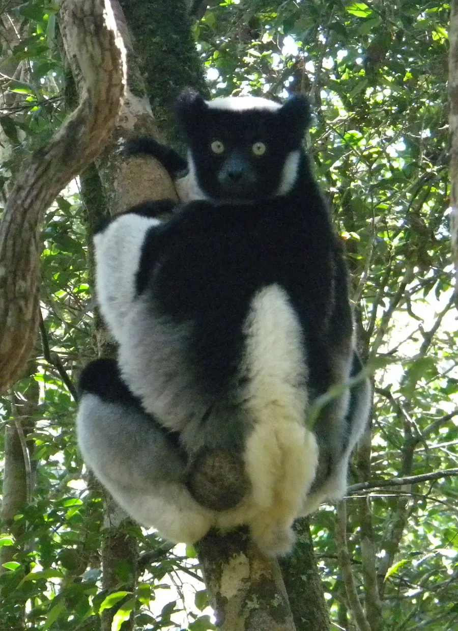 The Indri card
