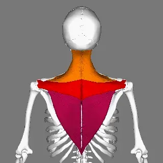 La carte Muscle trapèze