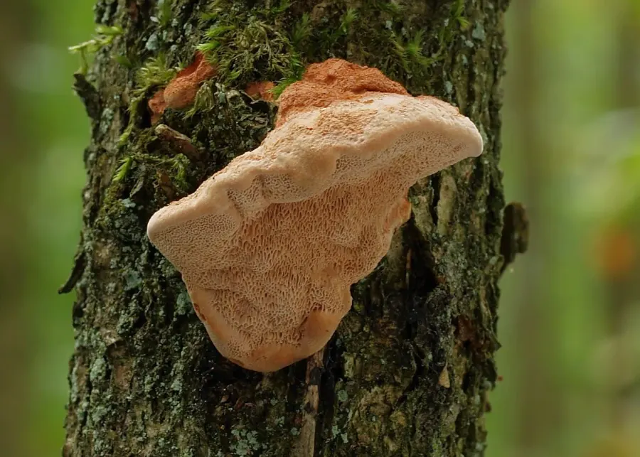 La carte Hapalopilus rutilans