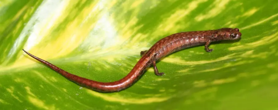La carte Nototriton