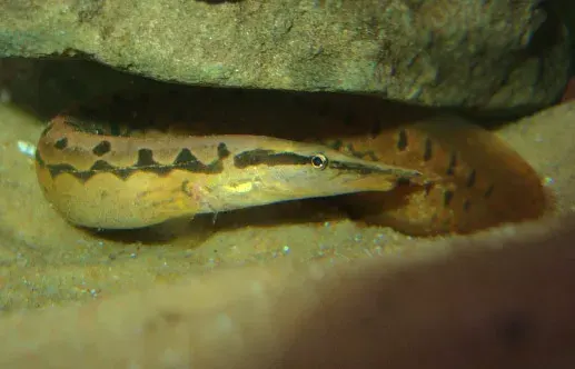 The Zig-zag eel card