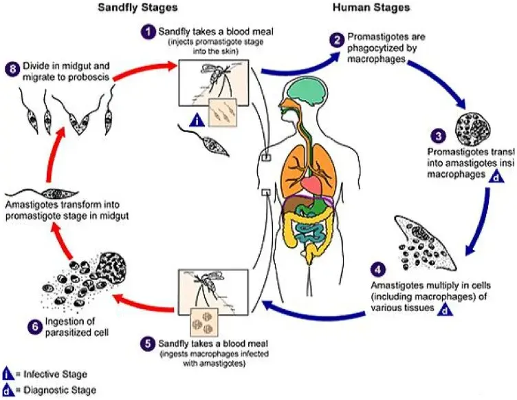 The Visceral leishmaniasis card