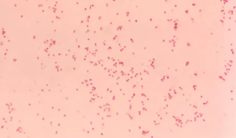 The Moraxella catarrhalis card