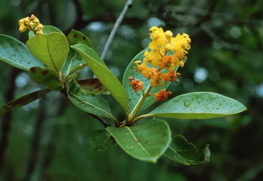 The Byrsonima crassifolia card