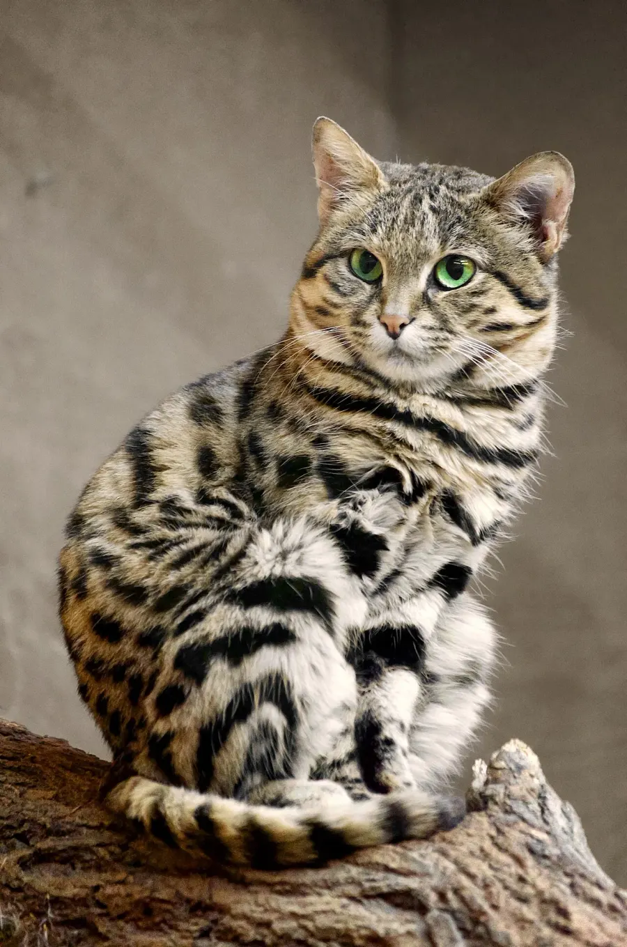 The Black-footed cat card