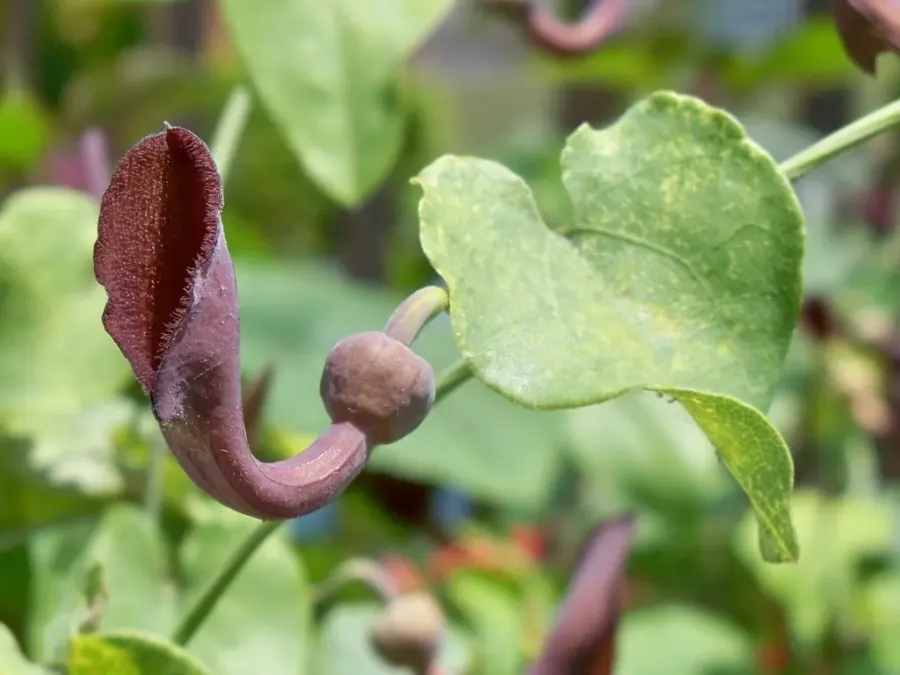 La carte Aristolochia baetica