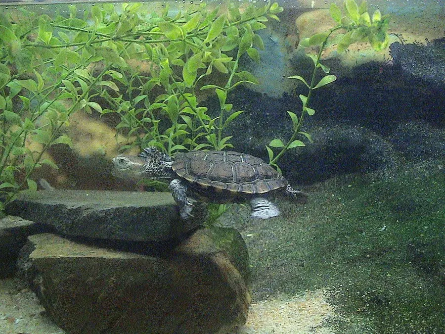 The Western swamp turtle card