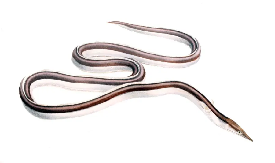 The Serpent eel card