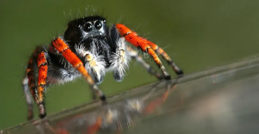 La carte Philaeus chrysops