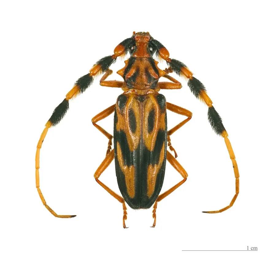 La carte Cerambycidae