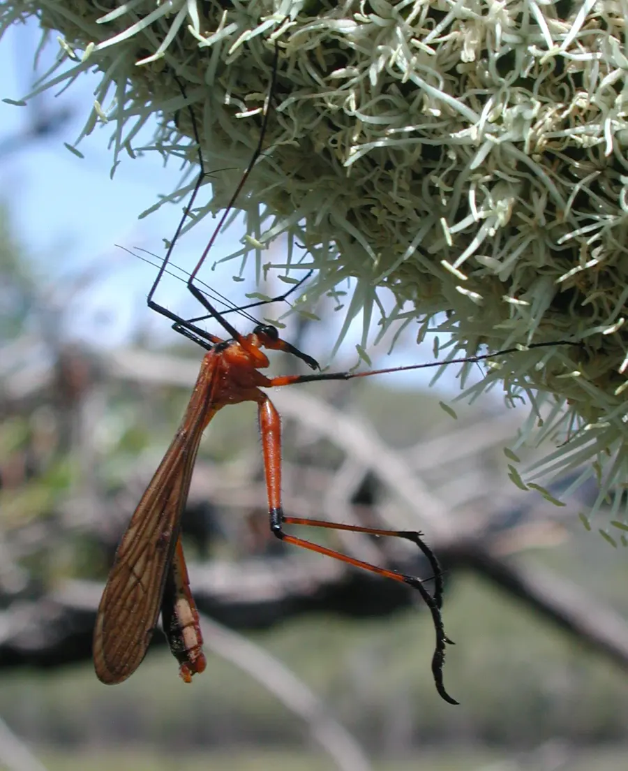La carte Mecoptera