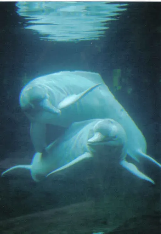The Amazon river dolphin card