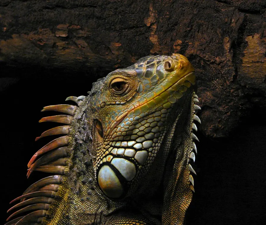 The Iguana card