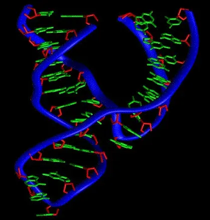 La carte Ribozyme