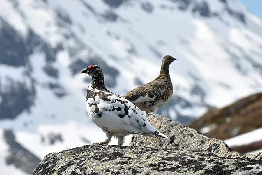 The Rock ptarmigan card