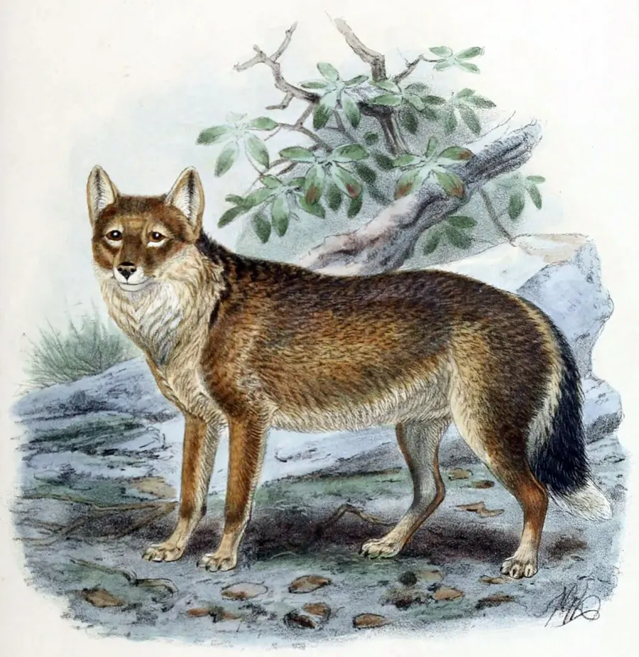 La carte Loup des Malouines