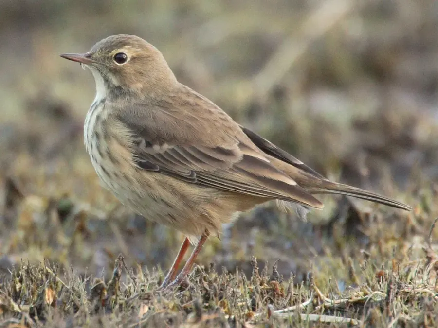 The Motacillidae card