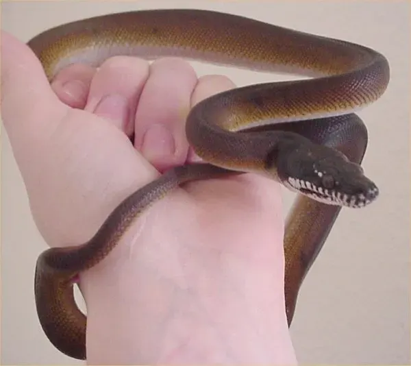 La carte Bothrochilus albertisii