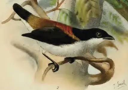 The Cebu flowerpecker card