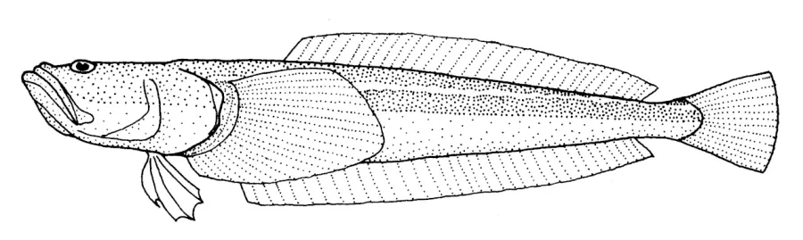 The Southern sandfish card