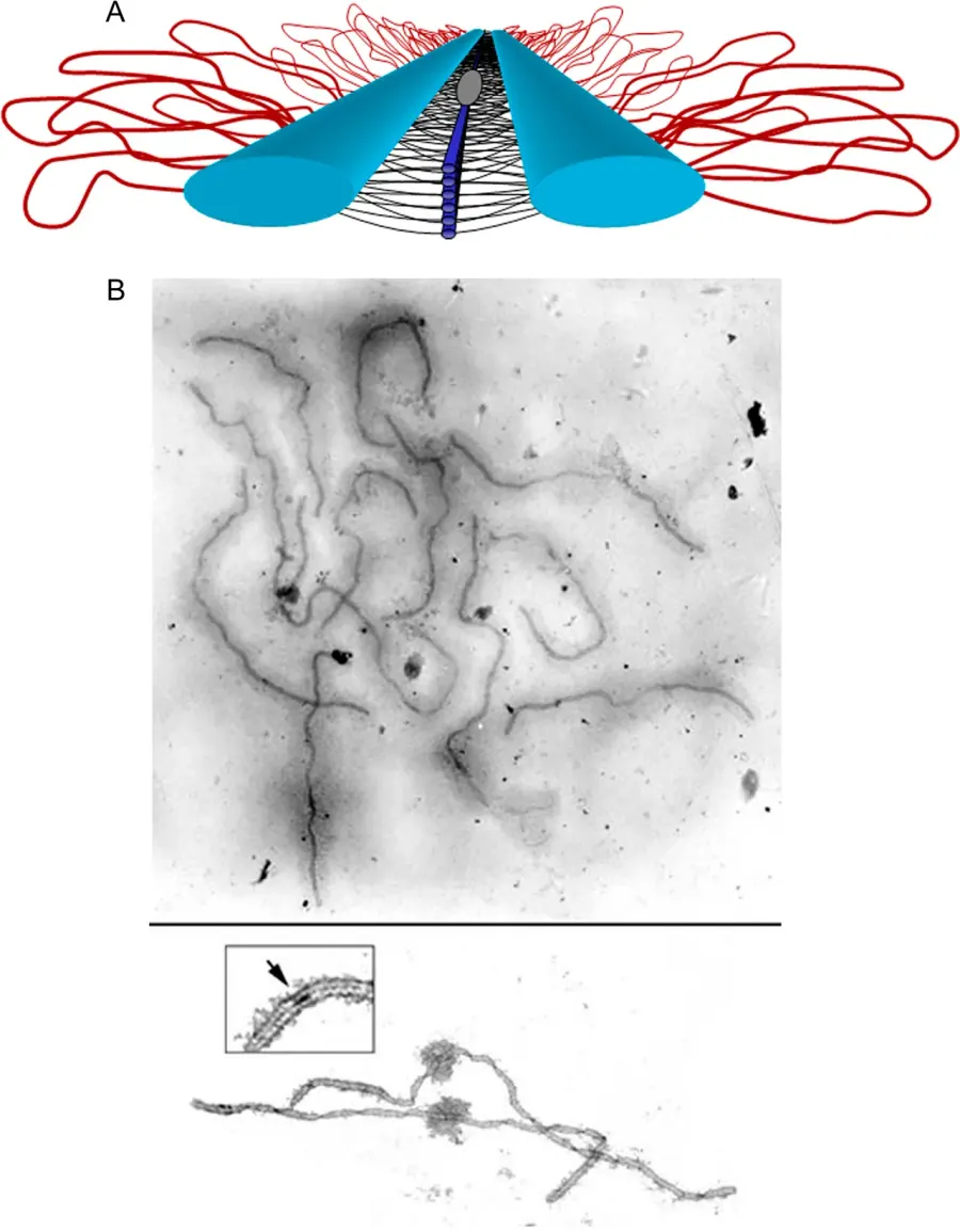 La carte Complexe synaptonémal