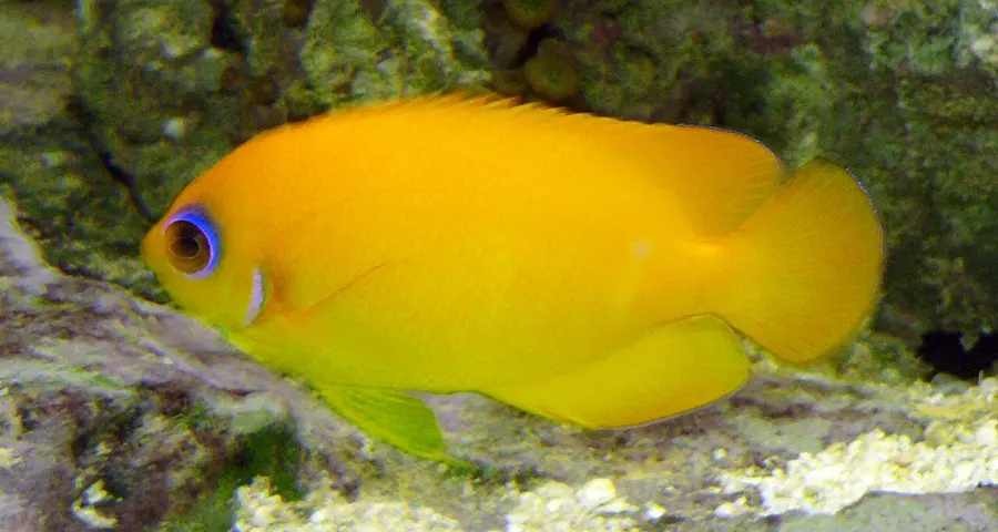 The Lemonpeel angelfish card