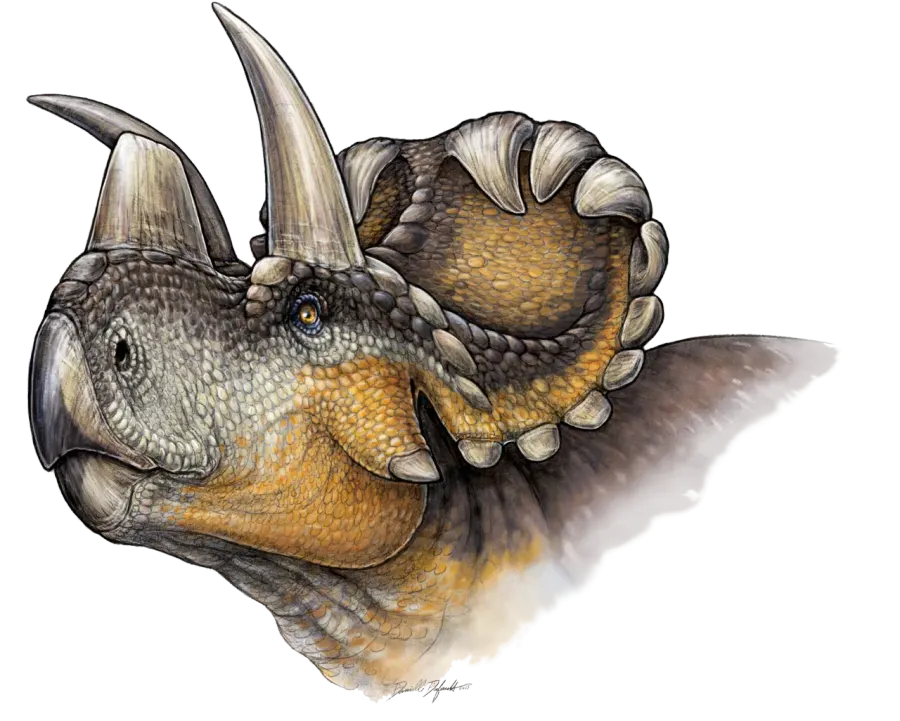 The Wendiceratops card