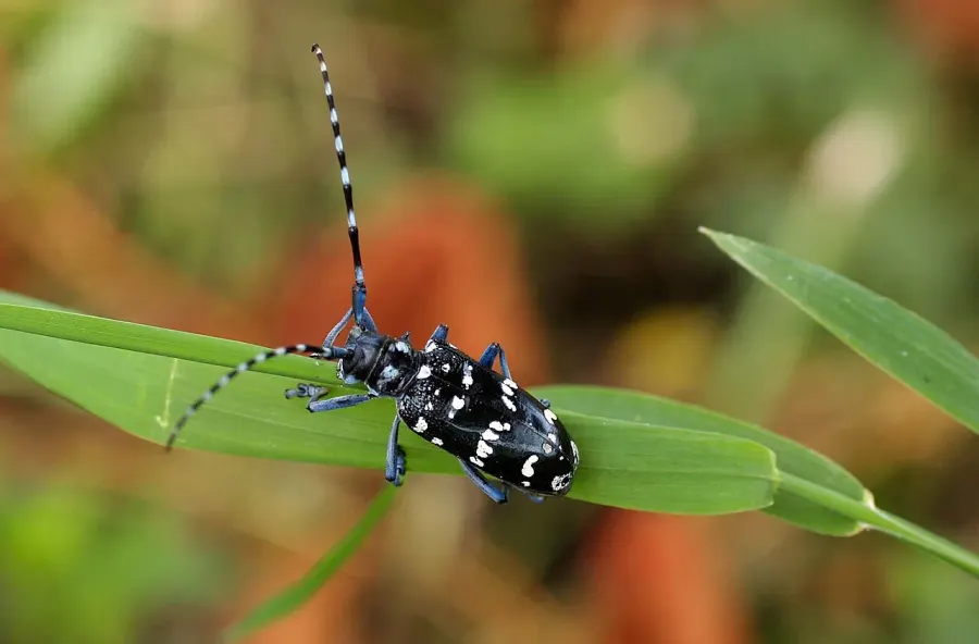 La carte Anoplophora chinensis