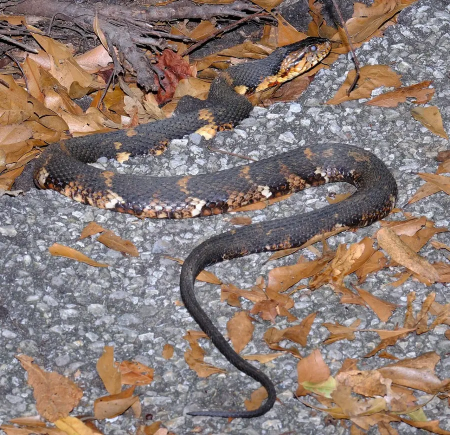 The Banded water snake card